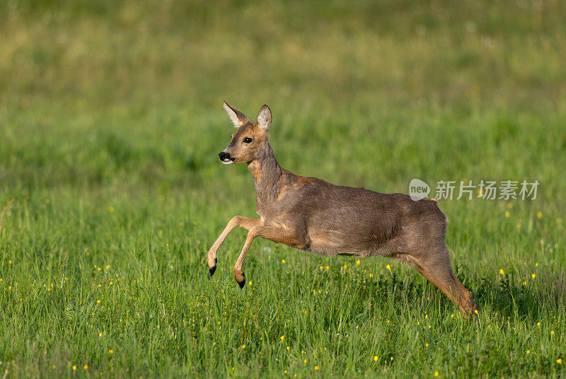 奔跑的雌狍子(Capreolus Capreolus)